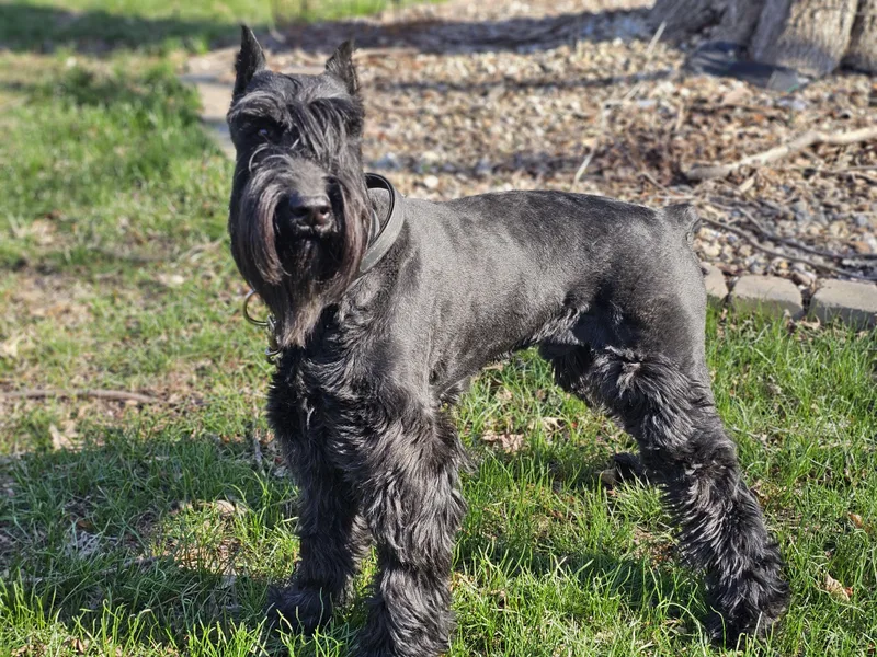 Kobe So Il thumbnail 4