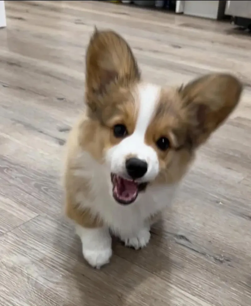 A young small-sized male Corgi dog named Milo for adoption in Newmanstown, PA