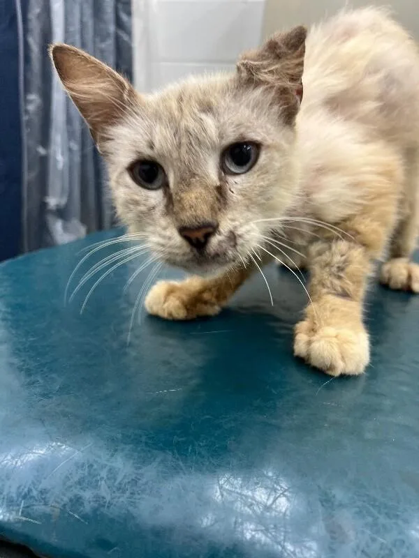 An adult medium-sized male Cream / Ivory Maine Coon cat named Legend for adoption in Mobile, AL