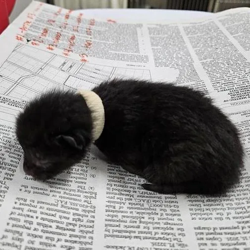 A baby small-sized male Black Domestic Short Hair cat named Sporty for adoption in Jacksonville, FL