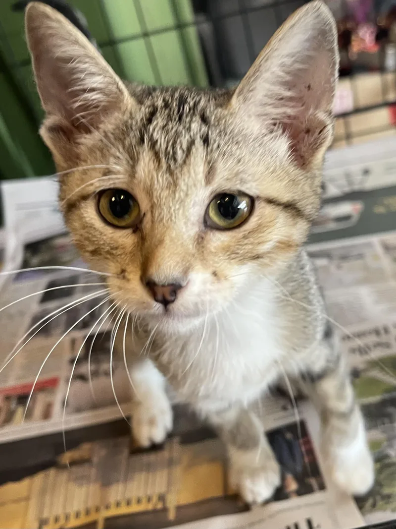 A baby medium-sized male Domestic Short Hair cat named Three month old litter for adoption in San Antonio, TX