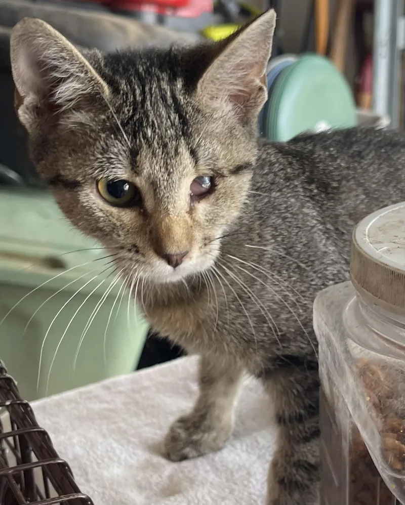 Three month old litter thumbnail 2