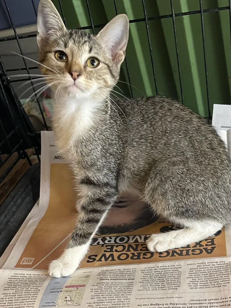 Three month old litter thumbnail 3