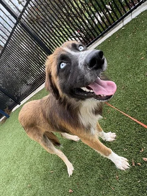 A young large-sized male Australian Shepherd dog named Moose for adoption in Baytown, TX