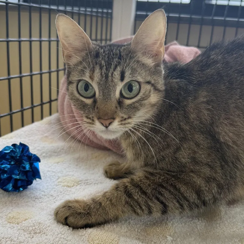 An adult small-sized female Domestic Short Hair cat named Sirena for adoption in Burlingame, CA