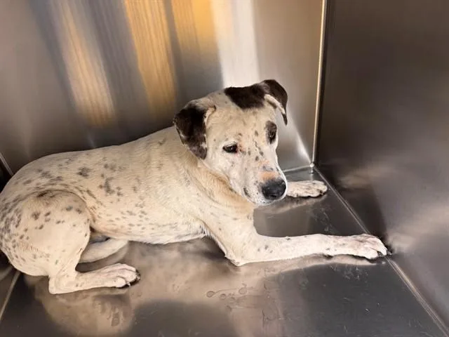 An adult large-sized male Pointer dog named Big Boy for adoption in Tucson, AZ