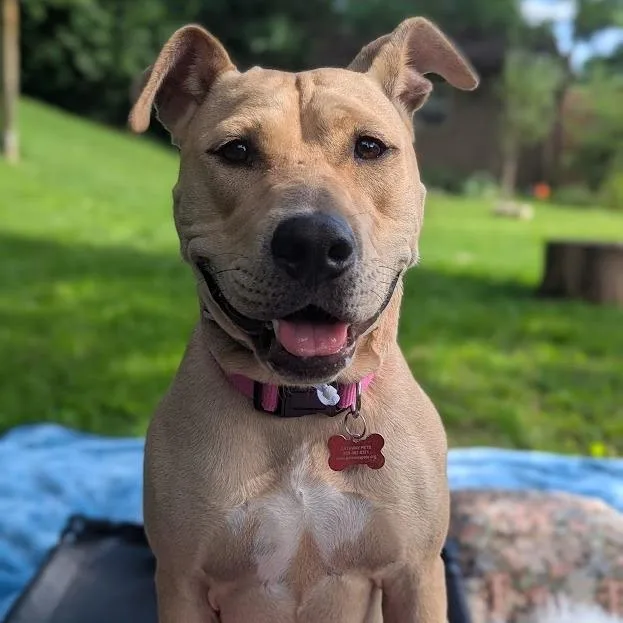 A young medium-sized female Yellow / Tan / Blond / Fawn Yellow Labrador Retriever dog named Marina for adoption in East Saint Louis, IL