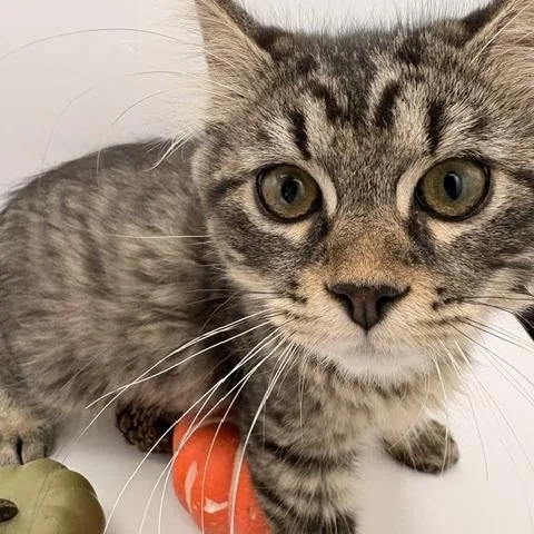 A baby medium-sized male Domestic Long Hair cat named Relish for adoption in Springfield, MO