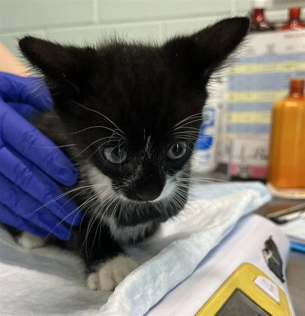 A baby small-sized male Black & White / Tuxedo Domestic Short Hair cat named Stash for adoption in Tavares, FL