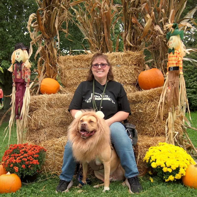 An adult large-sized male Golden American Bulldog dog named BamBam for adoption in Ashtabula, OH