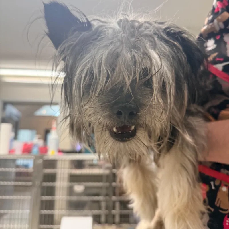 A young small-sized male Gray / Blue / Silver Miniature Schnauzer dog named Buster for adoption in Indianapolis, IN