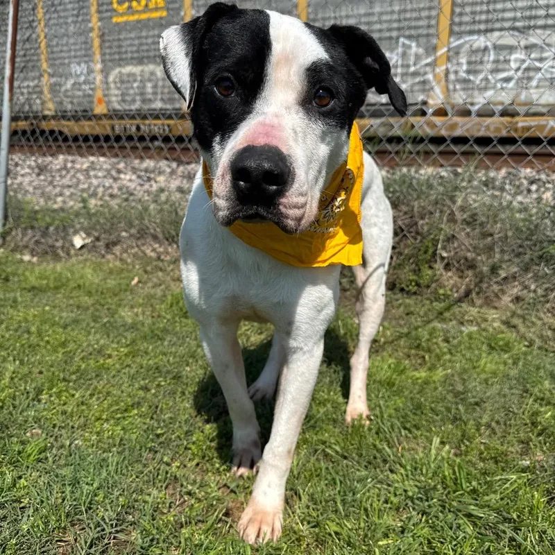 Monza D_ thumbnail 2