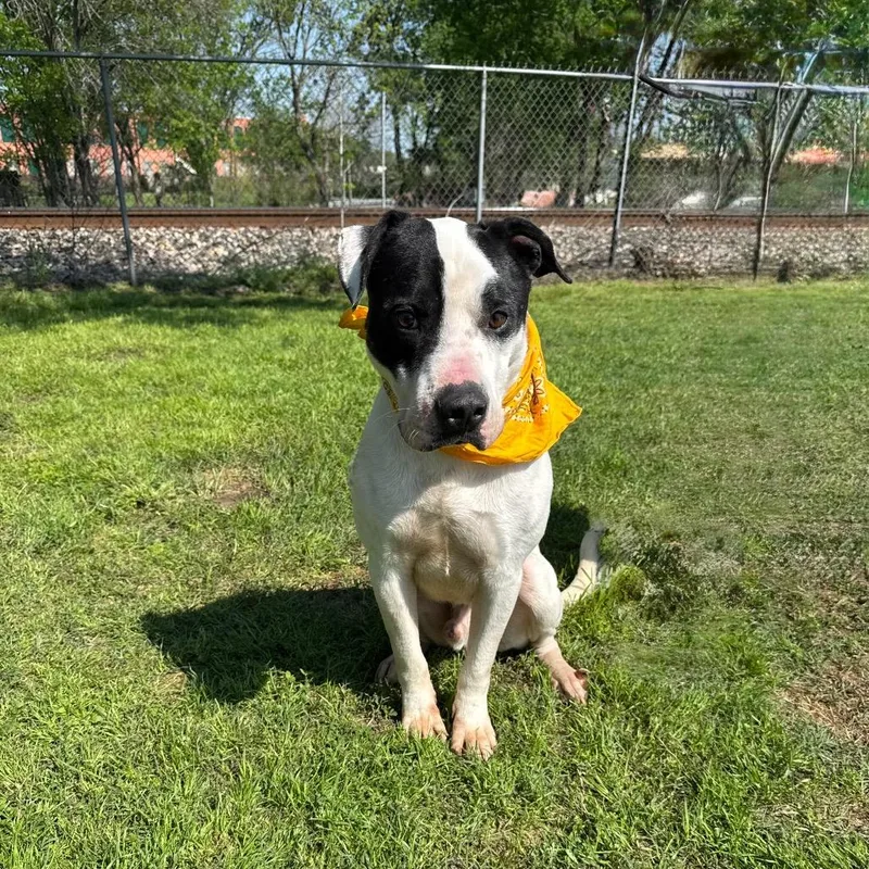 Monza D_ thumbnail 3