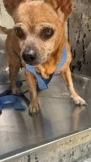 An adult small-sized female Mixed Breed dog named Cookie for adoption in Dallas, TX