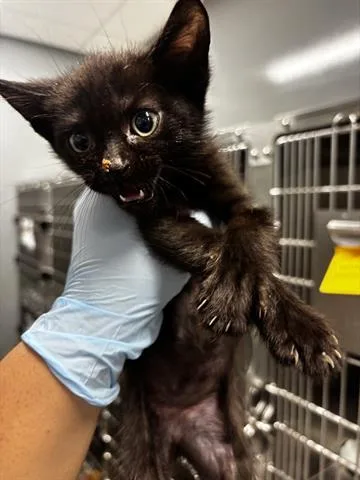 A baby small-sized male Domestic Short Hair cat named Raul for adoption in San Martin, CA