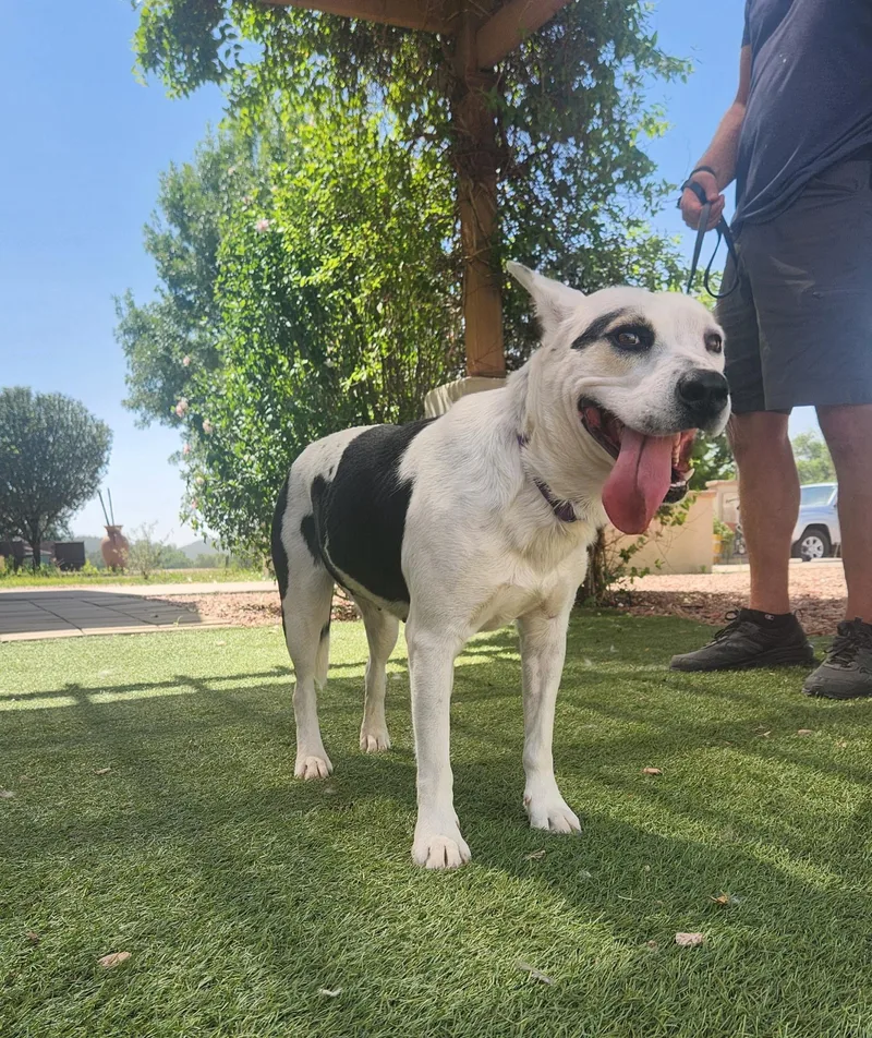 An adult medium-sized female White / Cream Australian Cattle Dog / Blue Heeler dog named Cora for adoption in Payson, AZ