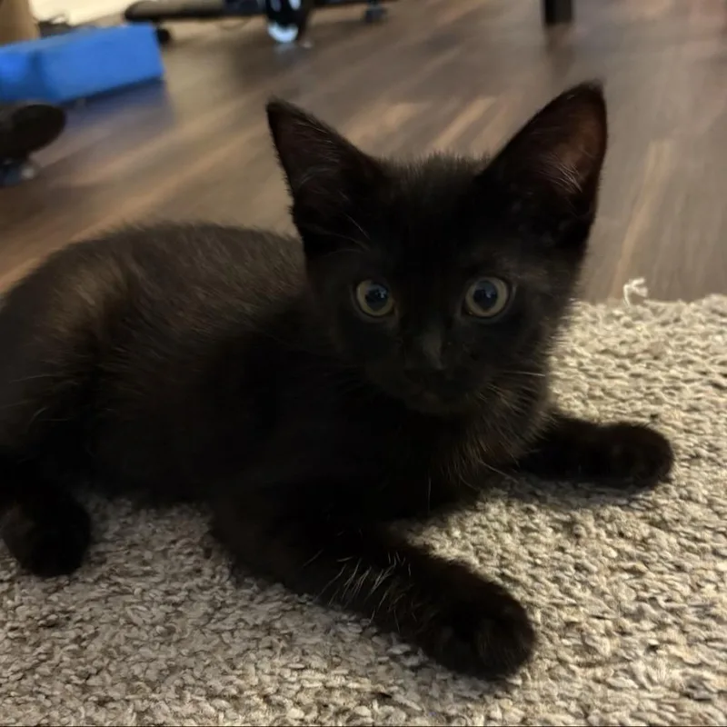 A baby small-sized female Black Domestic Short Hair cat named Zoey for adoption in Westminster, CA