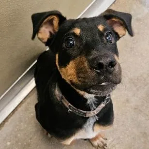 A baby small-sized male Black Hound dog named Rufus for adoption in Fort Collins, CO
