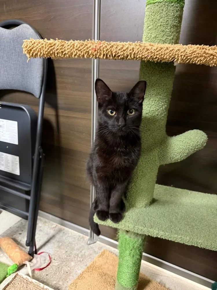 A young medium-sized male Domestic Short Hair cat named Gta for adoption in East hartford, CT