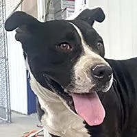 A young medium-sized female Gray / Blue / Silver Pit Bull Terrier dog named Pumpkin  URGENT for adoption in Thousand Oaks, CA