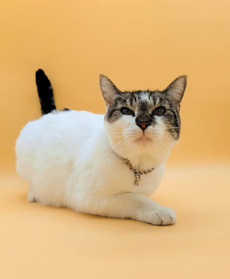 An adult medium-sized female White Domestic Short Hair cat named Kimmy for adoption in Springfield, MO