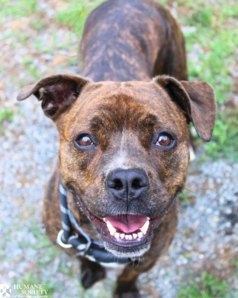 A young large-sized female Pit Bull Terrier dog named Samantha for adoption in Hagerstown, MD