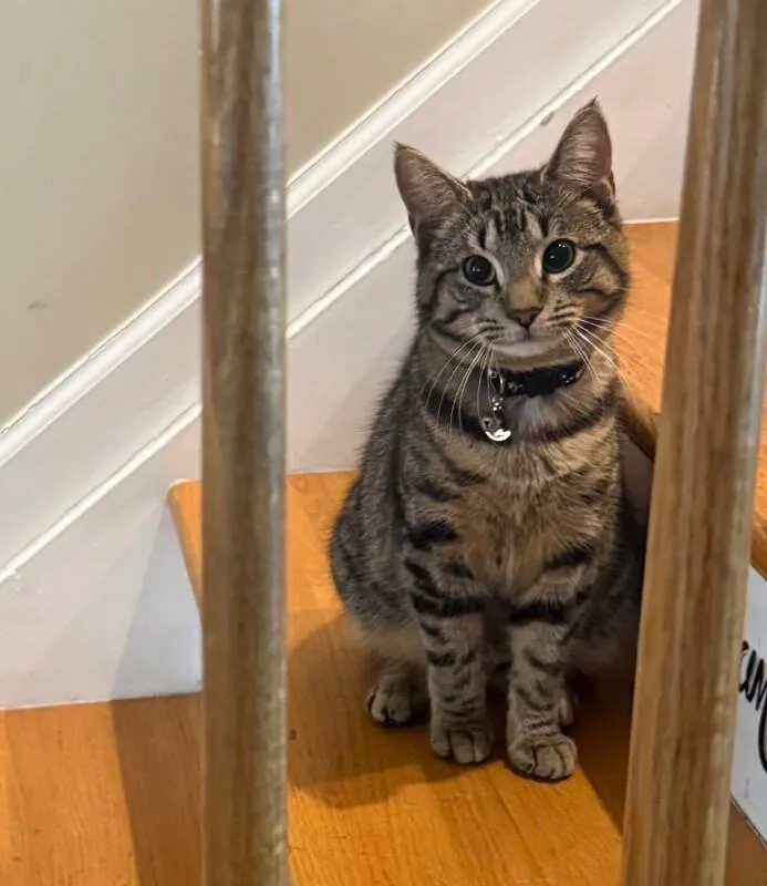 An adult medium-sized male Tabby (Brown / Chocolate) Domestic Short Hair cat named Fitz for adoption in North Babylon, NY