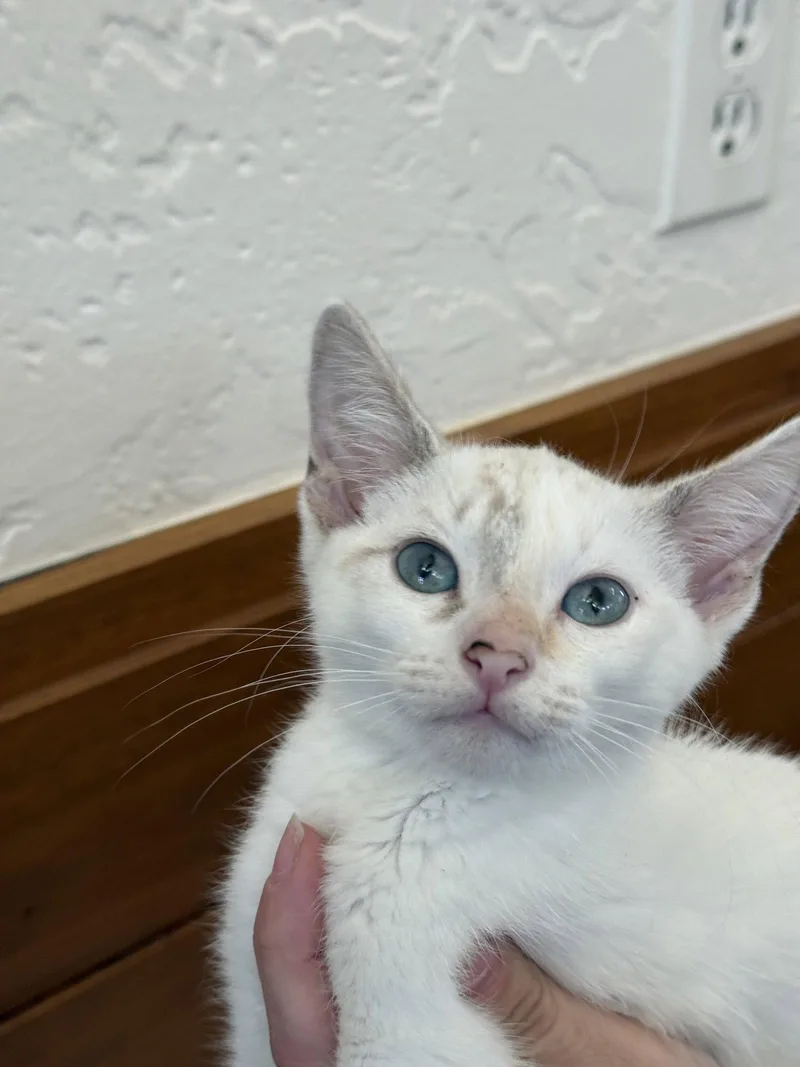 A baby medium-sized female Siamese cat named Whimsy for adoption in Vallejo, CA