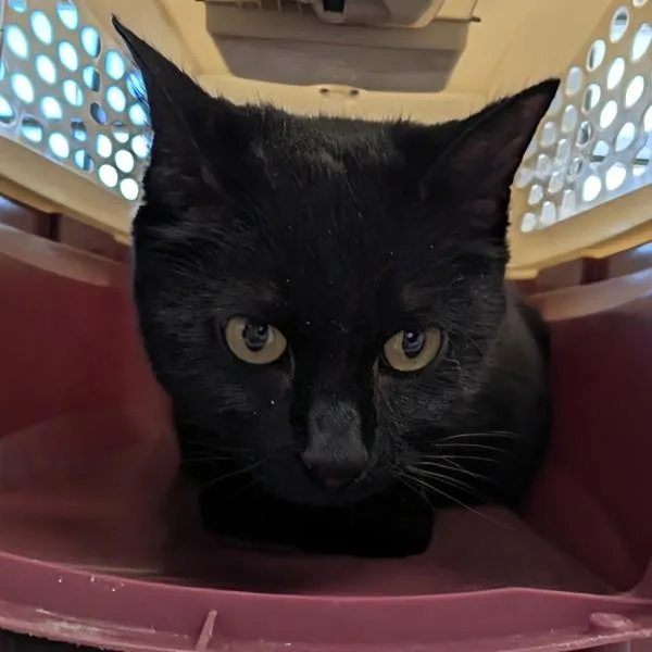 An adult medium-sized female Domestic Short Hair cat named Elsa for adoption in Des Moines, IA