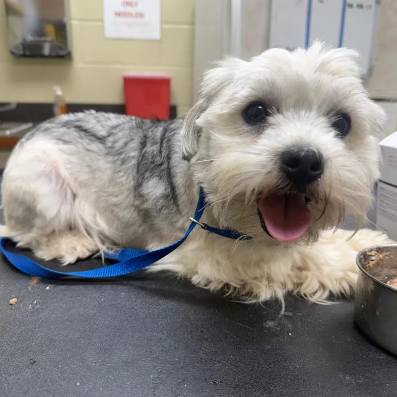 An adult small-sized male White / Cream Mixed Breed dog named StrayAirportThruway for adoption in Columbus, GA