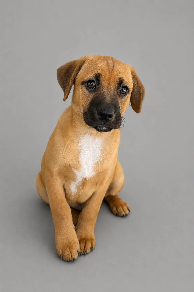 A baby medium-sized male Australian Cattle Dog / Blue Heeler dog named Killian for adoption in Nashville, TN