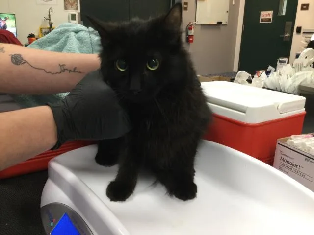 A young small-sized female Domestic Long Hair cat named Toothless for adoption in Thousand Palms, CA