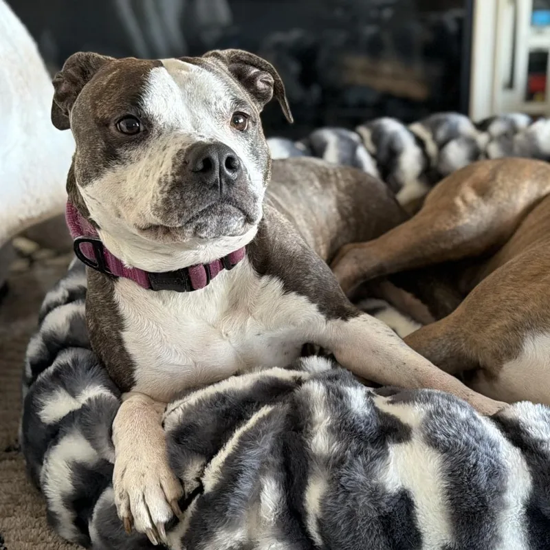 Ellie Mae thumbnail 3