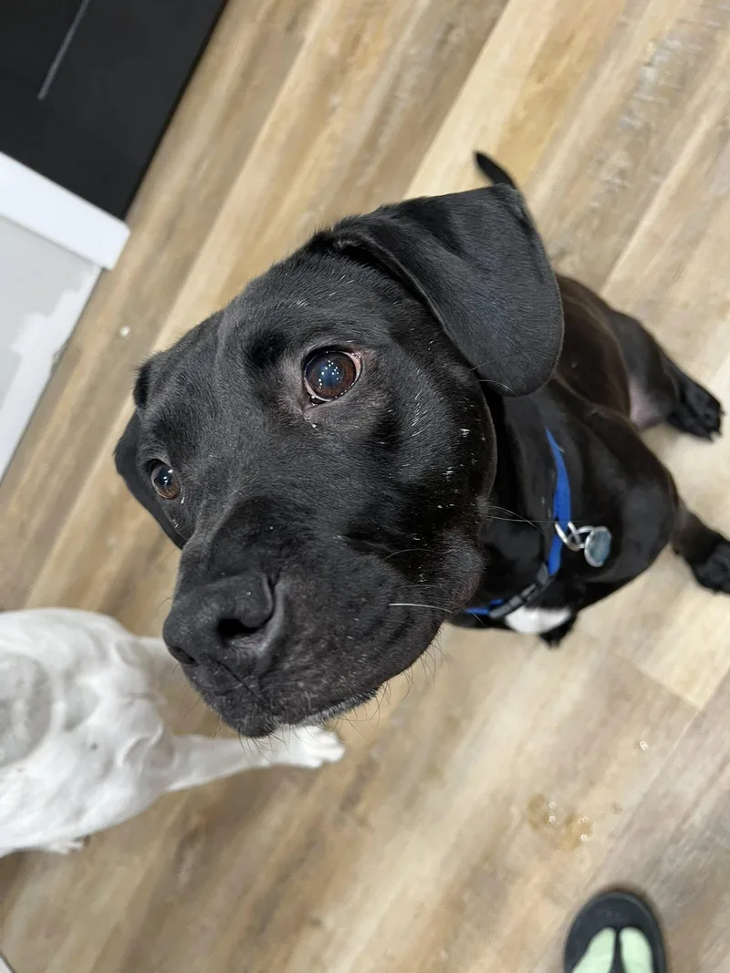 Trooper Maxwell thumbnail 3