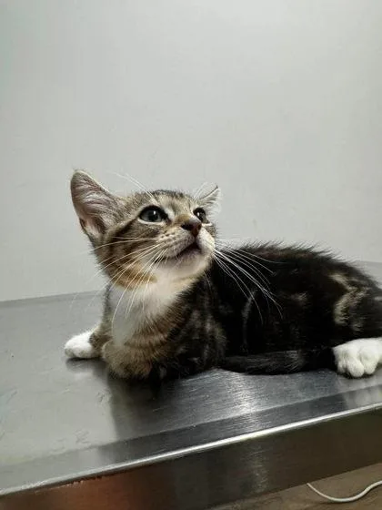 A baby small-sized female Brown / Chocolate Domestic Short Hair cat named Madeline for adoption in Annapolis, MD