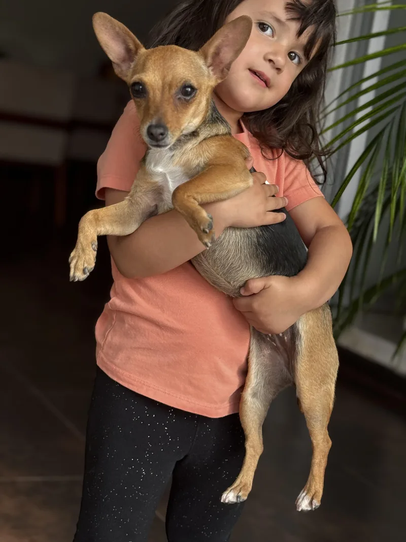 A young small-sized female Bicolor Rat Terrier dog named Dottie for adoption in Manvel, TX