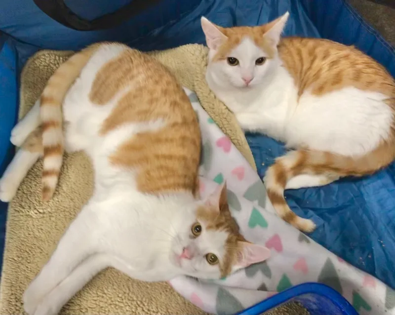 Marshmallow & Carmel