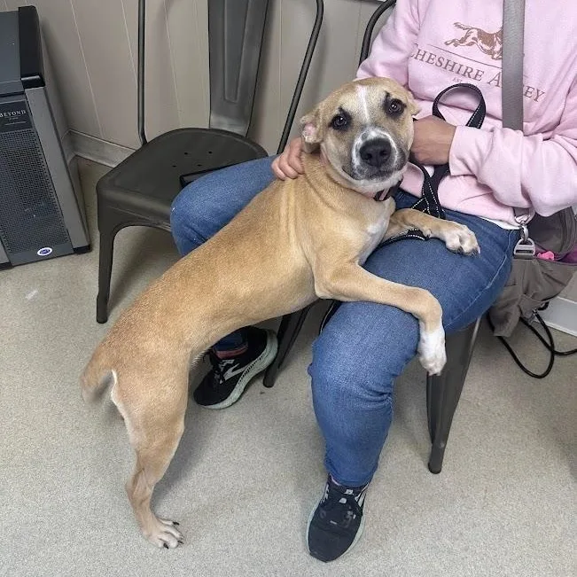 A young medium-sized female Yellow / Tan / Blond / Fawn Mixed Breed dog named Penelope for adoption in Jackson, MS