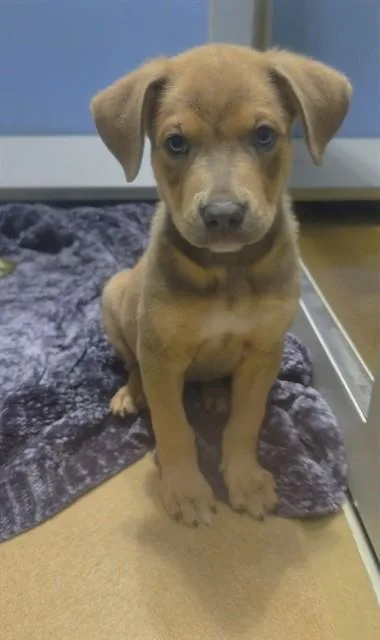 A baby small-sized male Pit Bull Terrier dog named Choco for adoption in Saint Peters, MO
