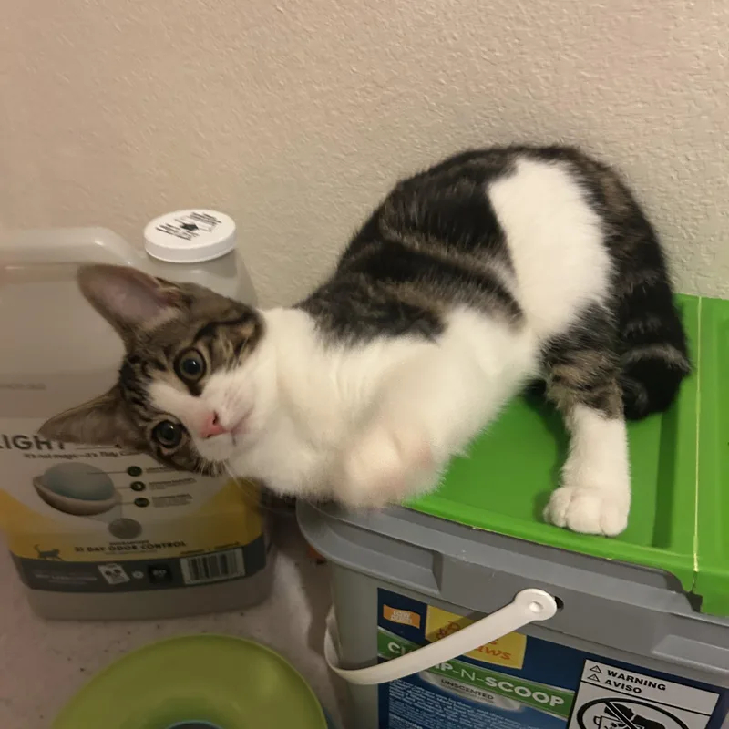 A baby medium-sized female Tabby (Brown / Chocolate) Domestic Short Hair cat named Harley for adoption in Rochester, WA