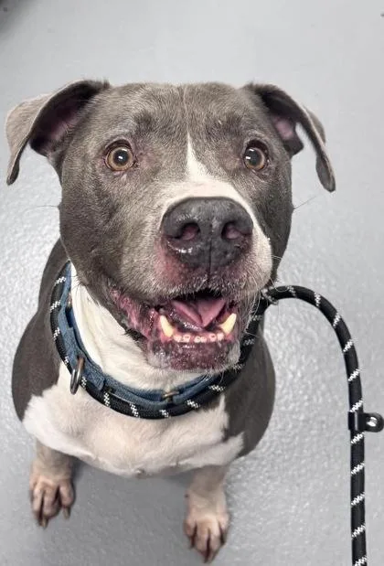 An adult large-sized male Mixed Breed dog named Juice Box for adoption in Daytona Beach, FL