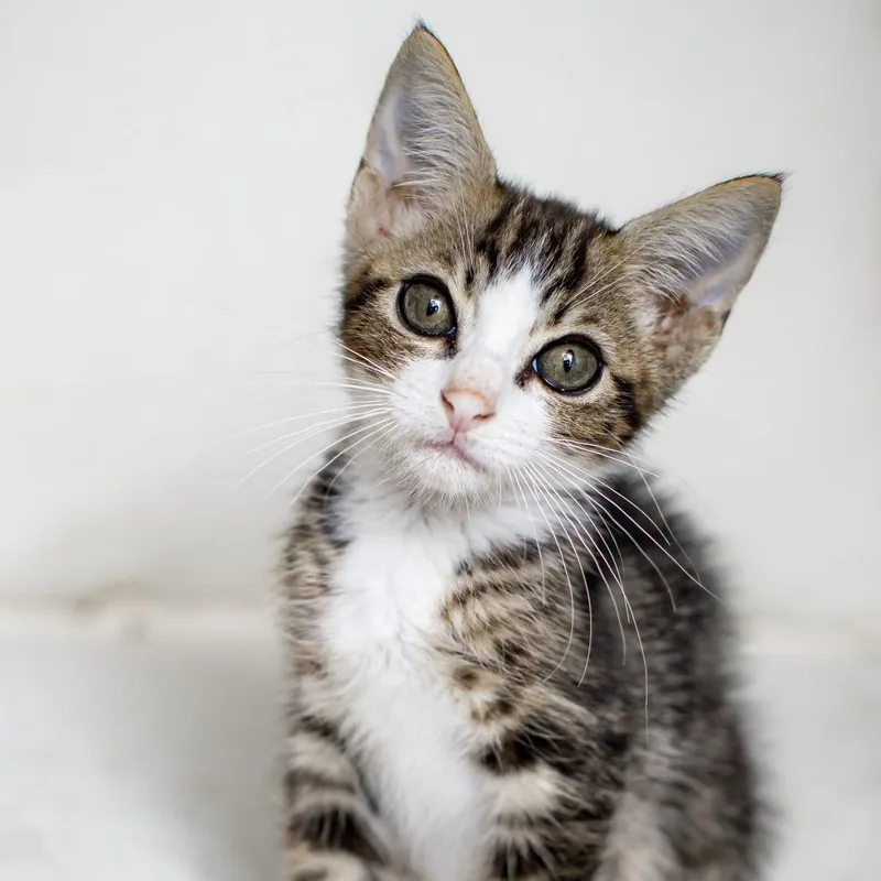 A young medium-sized male Tabby (Brown / Chocolate) Domestic Short Hair cat named Blooming Onion Sauce for adoption in Parkland, FL