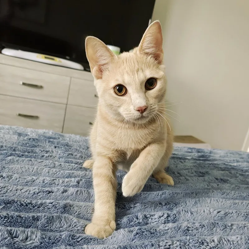 A young medium-sized female Buff / Tan / Fawn Domestic Short Hair cat named Valentina for adoption in Parkland, FL