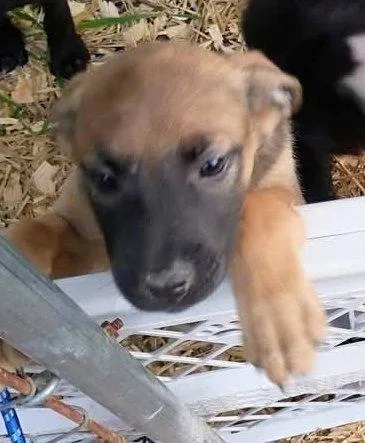 A baby medium-sized male Bicolor German Shepherd Dog dog named Bubba for adoption in Fort Payne, AL