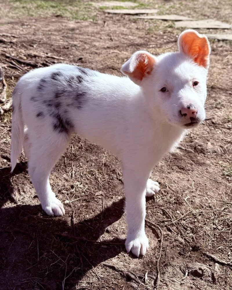 Guinevere thumbnail 2