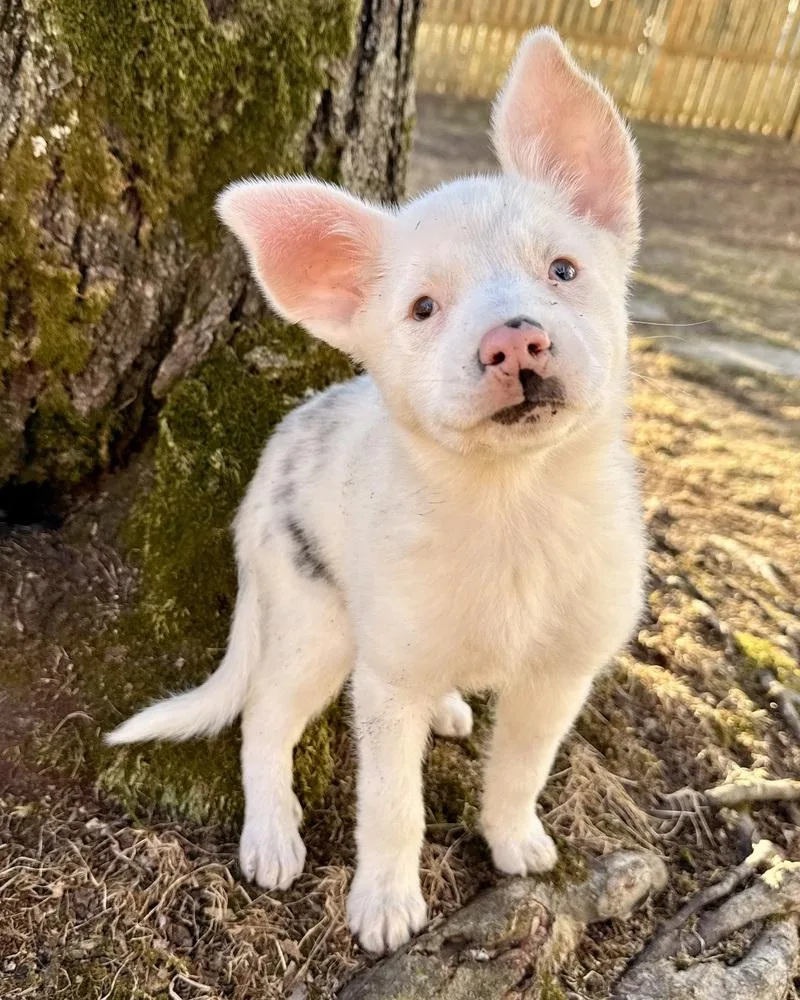 Guinevere thumbnail 4