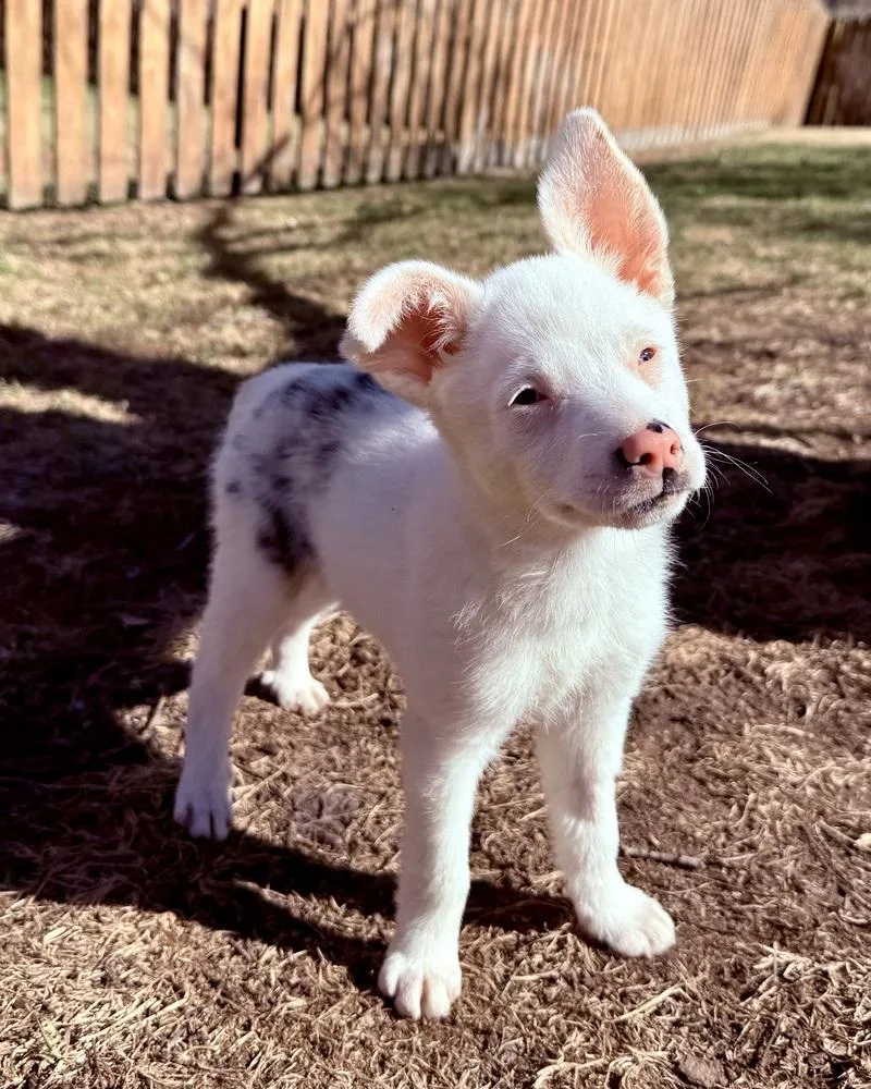 Guinevere thumbnail 5