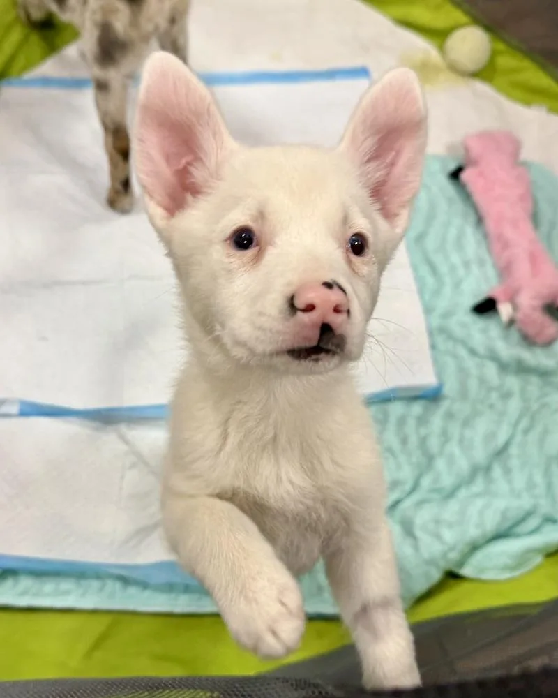 Guinevere thumbnail 6