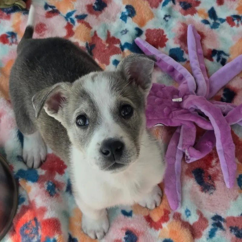 Paco thumbnail 3