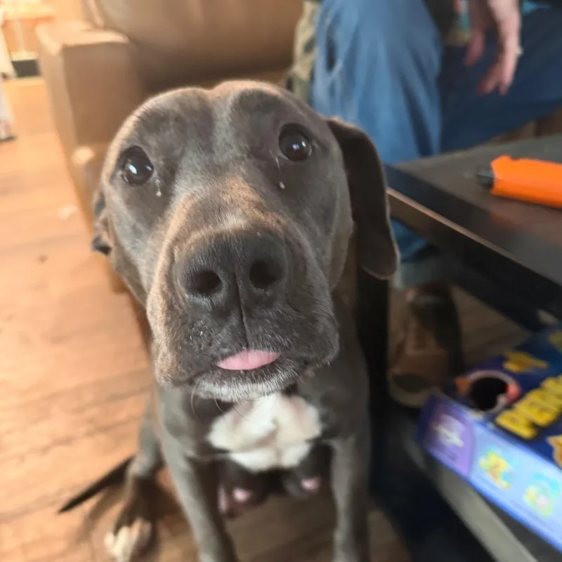 An adult large-sized female Pit Bull Terrier dog named Olivia for adoption in Austin, TX